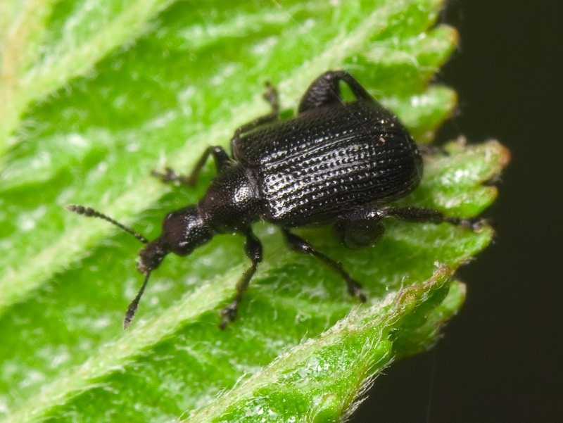 Deporaus betulae (Linnaeus, 1758)